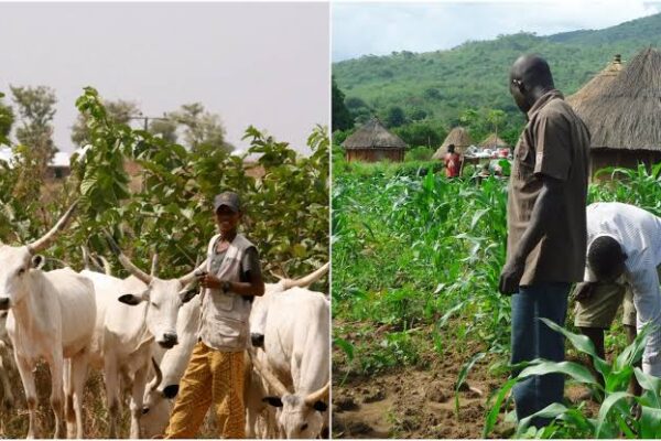 Miyetti Allah condemns killings of members