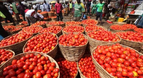 Tomato Price Surge in Nigeria Linked to Sallah Demand and Low Production Tomatoe hike