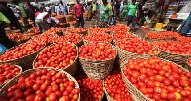 Tomatoe hike